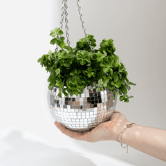 Discopallo amppeli 15 cm I hopea - Lempi Lifestyle