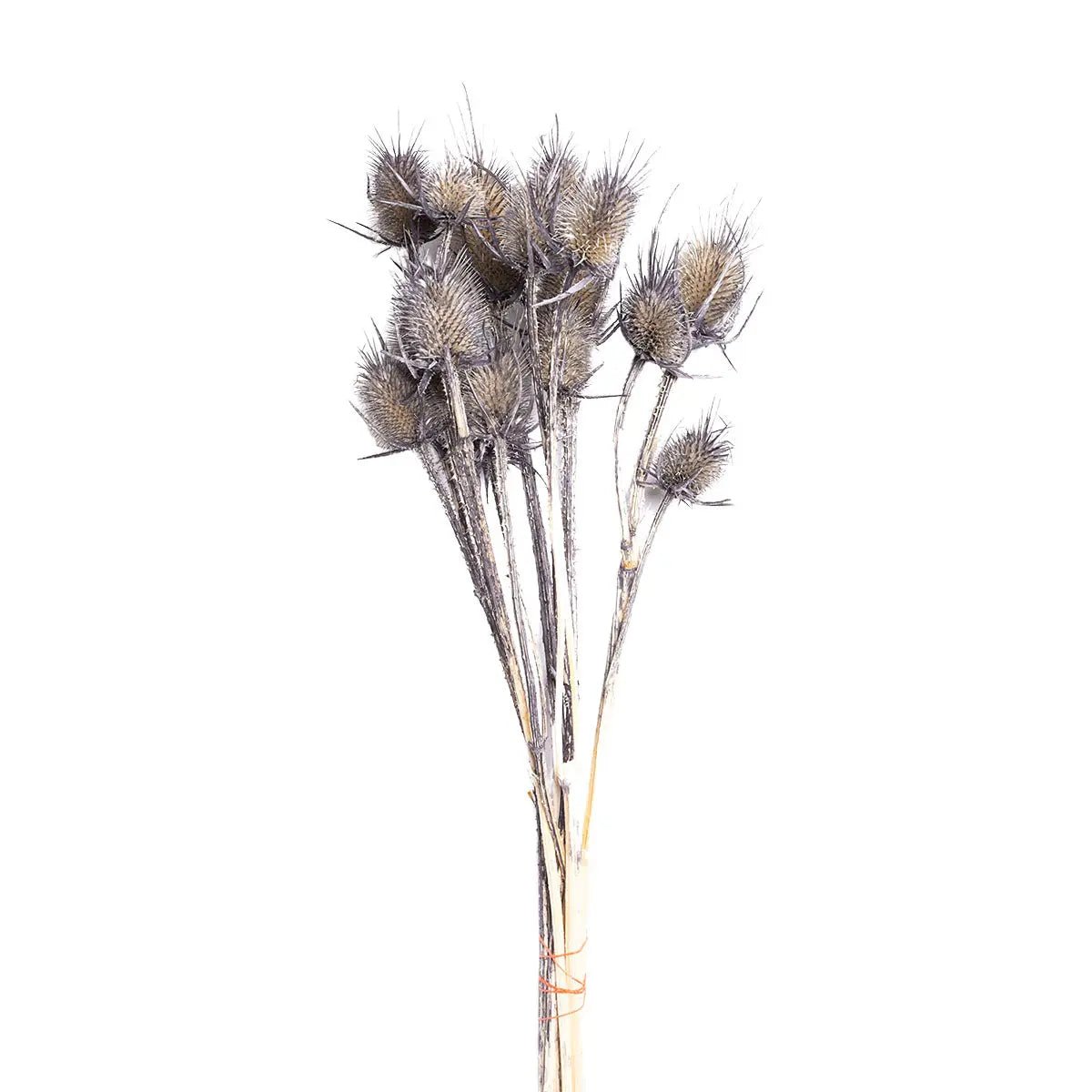 Dried Chardon - Lempi Lifestyle