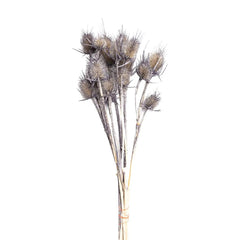 Dried Chardon - Lempi Lifestyle