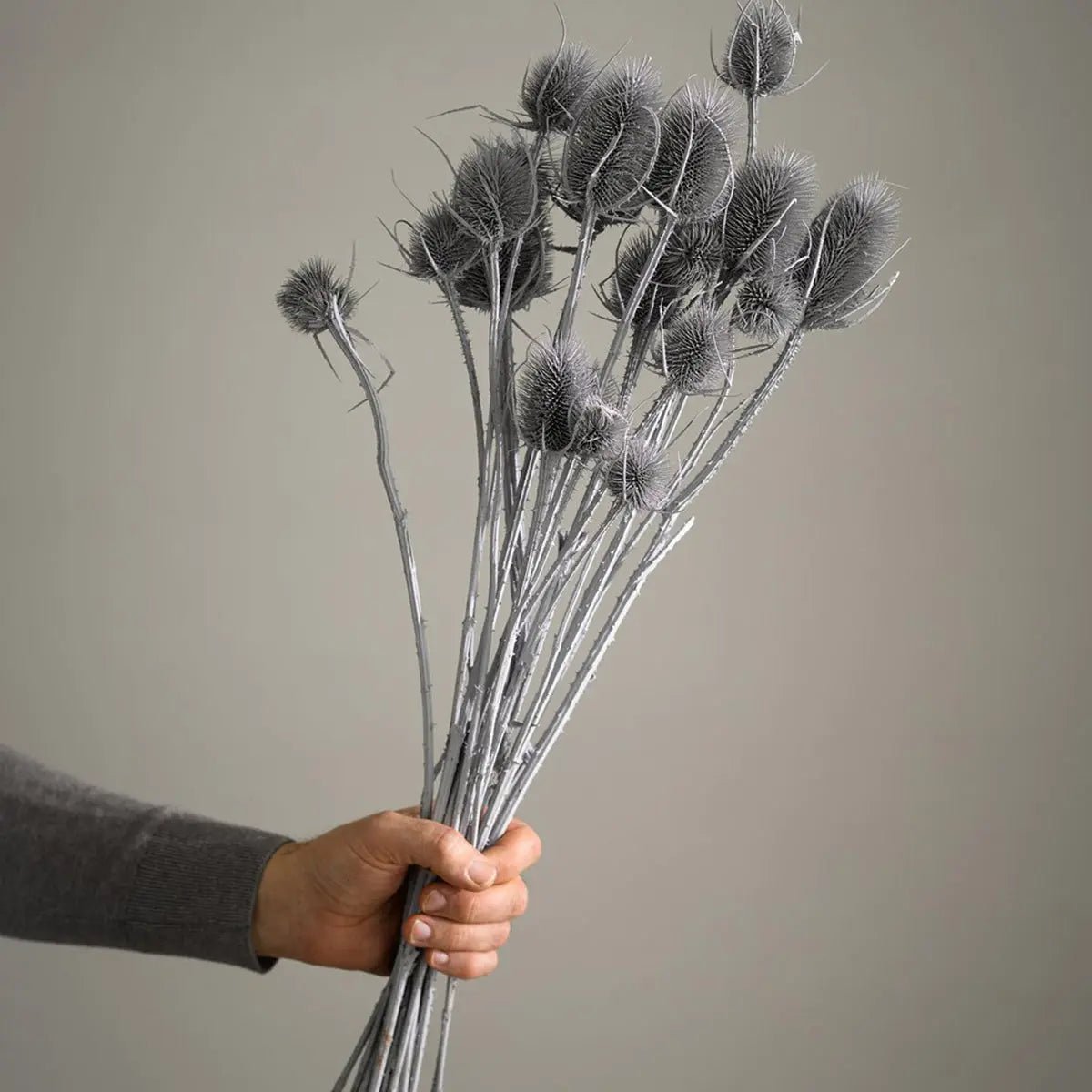 Dried Chardon - Lempi Lifestyle