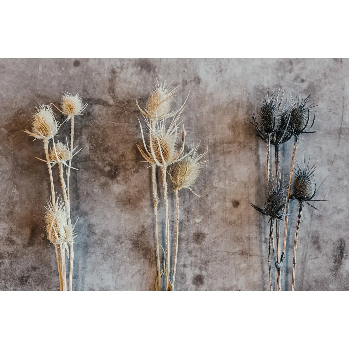 Dried Chardon - Lempi Lifestyle