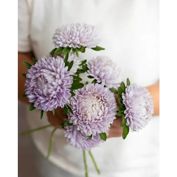 Kukkasiemenet - Kiinanasteri Lady Coral® Lavender - Piha &