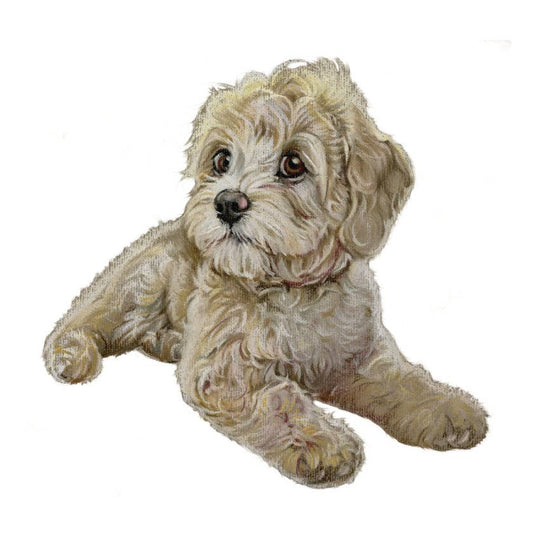 Magneetti - Labradoodle koira makuulla - Lempi Lifestyle
